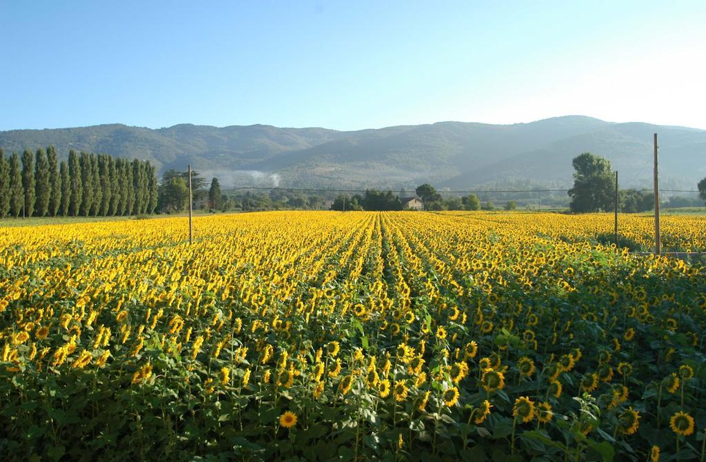 Holiday Home Il Moro Novo Cortona Eksteriør billede